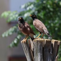 Любопытство :: Аркадий Басович