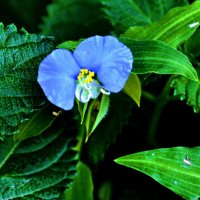 Цветок :: Аркадий Басович