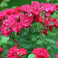 они на радость нам даны :: Олег Лукьянов