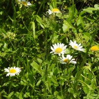 **** :: ИННА ПОРОХОВА