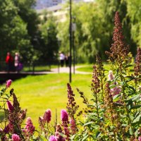 Яркий первый план. :: Василий Палий Яркий первый план. :: Василий Палий