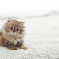 Кисюня. :: Оля Богданович Кисюня. :: Оля Богданович