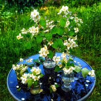 Жасмин цветёт, благоухая :: veilins veilins Жасмин цветёт, благоухая :: veilins veilins