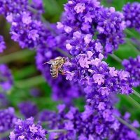 * * * :: Елена * * * :: Елена