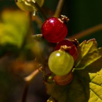 Смородина :: Светлана SvetNika17 Смородина :: Светлана SvetNika17