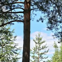 ЯрБайкал :: Михаил Свиденцов