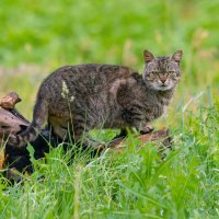 нехороший взгляд))) :: Виталий Емельянов