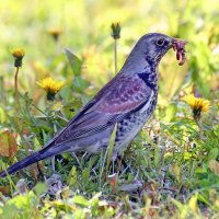 дрозд :: Михаил Бибичков
