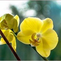 Про цветы ... :: Aquarius - Сергей