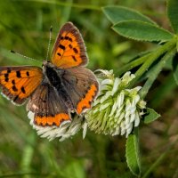 и снова бабочки 15 :: Александр Прокудин