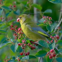 вкусная ягода ирга :: Andrey Bragin 