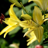 *** :: Павленко Михаил 