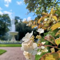 Гортензия :: Сапсан 