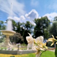 Чубушник :: Сапсан 