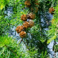 Лиственница. :: Виктор Иванович Чернюк