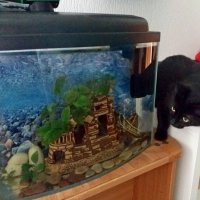 Охотница :: Galina Solovova