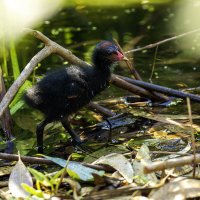 Цыпленок камышницы. :: Alexander Amromin Цыпленок камышницы. :: Alexander Amromin