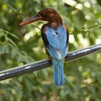 Красноклювая альциона. :: Alexander Amromin