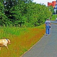 Мне так хорошо без поводка! :: Владимир 