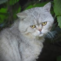 Грустный кот :: Алексей Кадыков