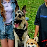 ВЕО и Корги :: Дмитрий (Горыныч) Симагин