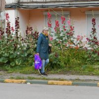 городские цветы 2 :: Лера 