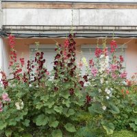 городские цветы :: Лера 