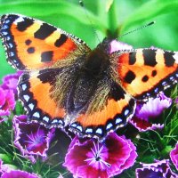 На гвоздике :: Людмила Смородинская