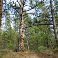 лесные прогулки :: Anna Ivanova