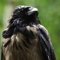 Нюшенька :: kolyeretka 