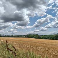 Поле пшеницы :: Валерий Ткаченко