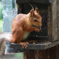 Москва. Белки Нескучного сада. :: Наташа *****