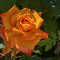 Оранжевая роза,Флорибунда :: Валентин Семчишин