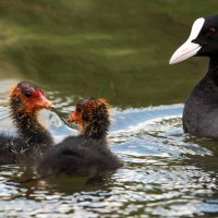 "А ты совсем не похож на маму!" :: Владимир Безбородов "А ты совсем не похож на маму!" :: Владимир Безбородов