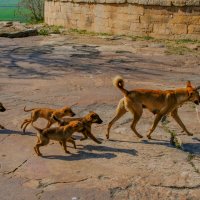 Семья собак также идут в храм Митавали :: Георгий А Семья собак также идут в храм Митавали :: Георгий А