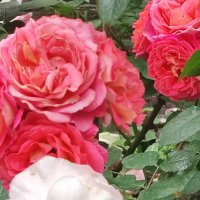 ,,, :: Сергей Тимоновский ,,, :: Сергей Тимоновский