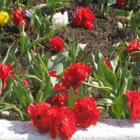 Тюльпаны - вестники весны :: Дмитрий Никитин