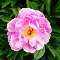 Пион :: Рита Симонова Пион :: Рита Симонова