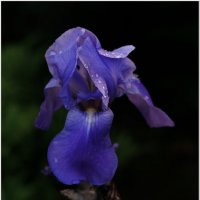 ПОСЛЕ ДОЖДЯ... :: Elvira E. 