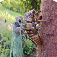 Выход цикады из куколки :: Nina Streapan