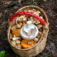 Лесные дары июня.. :: Андрей Заломленков