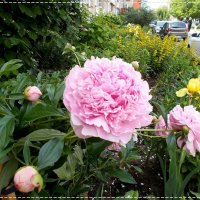 Pro пион :: Alisia La DEMA