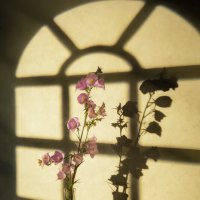 Колокольчик на закате... :: Oleg Rastorguev