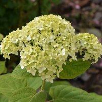 Гортензия метельчатая :: Oleg4618 Шутченко