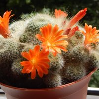 ребуция :: linnud 