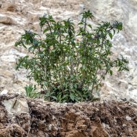 Скальные цветы :: Андрей Щетинин