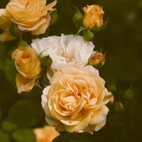 Жёлтые розы :: Civetta ***