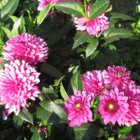 Георгины Малиновый Звон :: Дмитрий Никитин