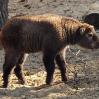 Детеныш такина :: <<< Наташа >>>