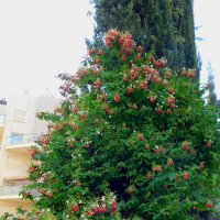 Кипарис и квисквалис. :: Валерьян Кипарис и квисквалис. :: Валерьян